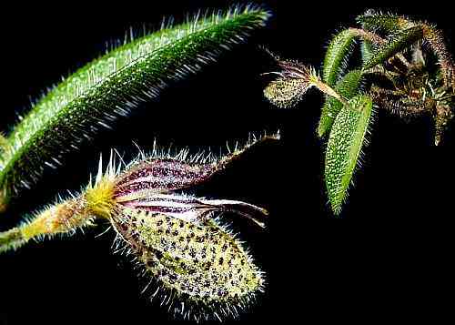 Dresslerela pilosissima